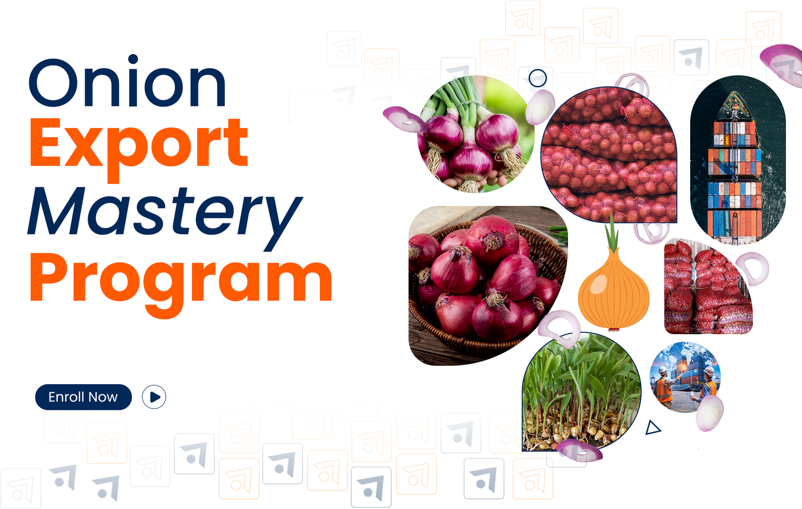 Onion Export Mastery Program